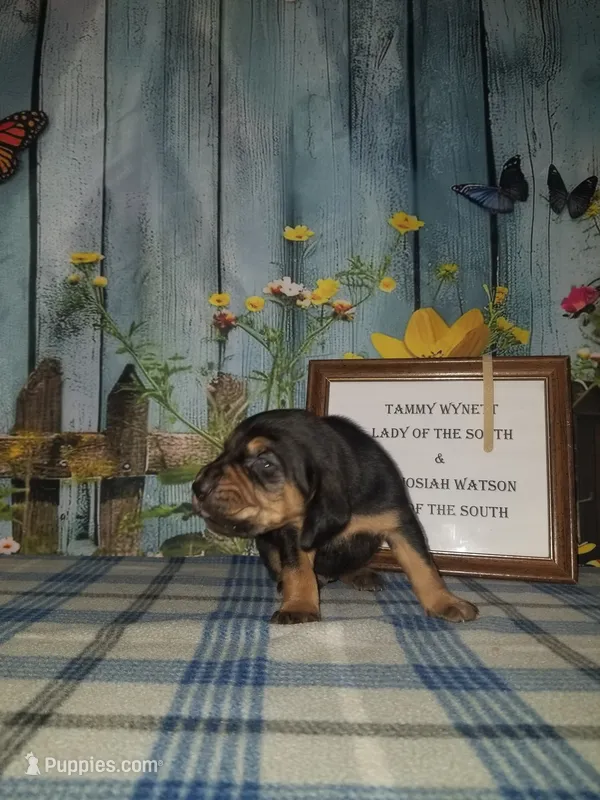 Tammy's Tan – Bloodhound puppy for sale in Kenbridge, VA