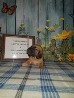 Tammy's Silver , a male Bloodhound for sale in Kenbridge, VA – 1 of 1