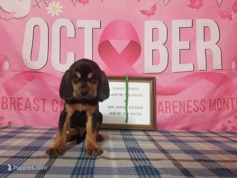 Tammy's Green  – Bloodhound puppy for sale in Kenbridge, VA