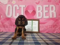 Willie Nelson- Tammy's Green , a male Bloodhound for sale in Kenbridge, VA – 2 of 3