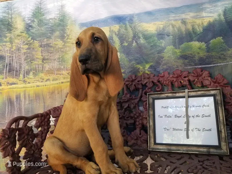 Silver Collar  – Bloodhound puppy for sale in Kenbridge, VA