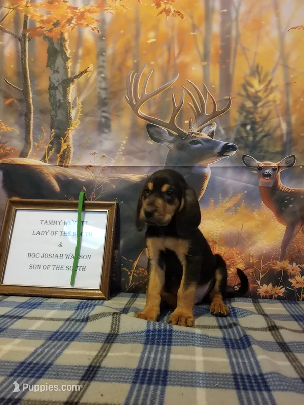 Willie Nelson- Tammy's Green  – Bloodhound puppy for sale in Kenbridge, VA