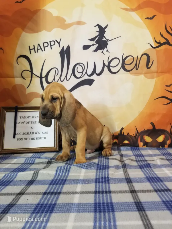 George Jones- Tammy's Navy – Bloodhound puppy for sale in Kenbridge, VA