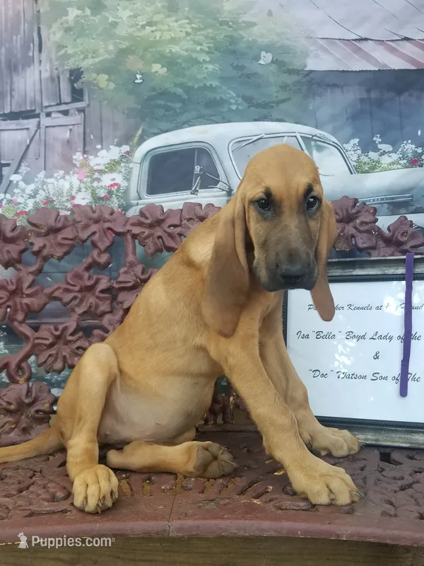 Purple Collar  – Bloodhound puppy for sale in Kenbridge, VA