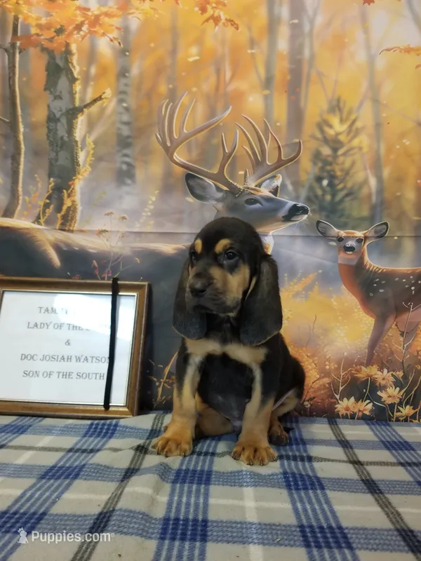 Johnny Cash- Tammy's Black  – Bloodhound puppy for sale in Kenbridge, VA