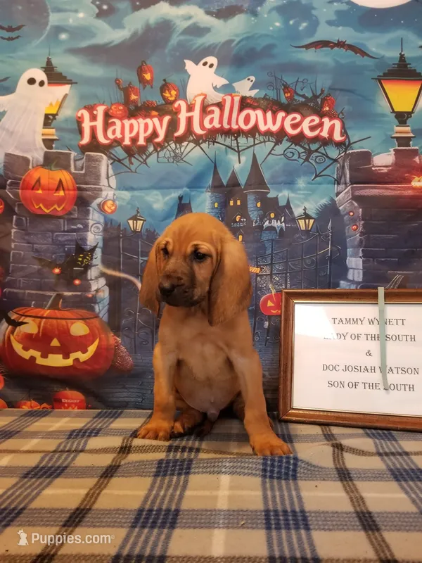 Kris Kristofferson- Tammy's Lt. Blue – Bloodhound puppy for sale in Kenbridge, VA