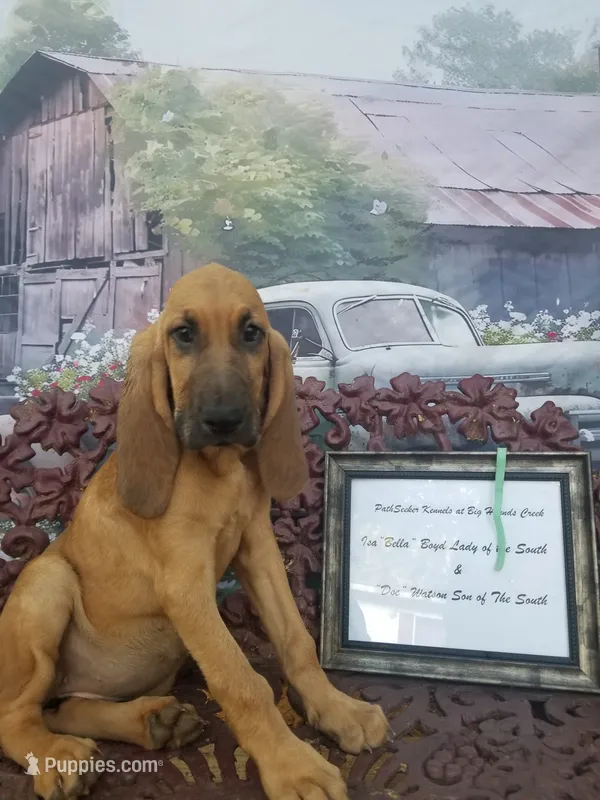 Mint Collar  – Bloodhound puppy for sale in Kenbridge, VA