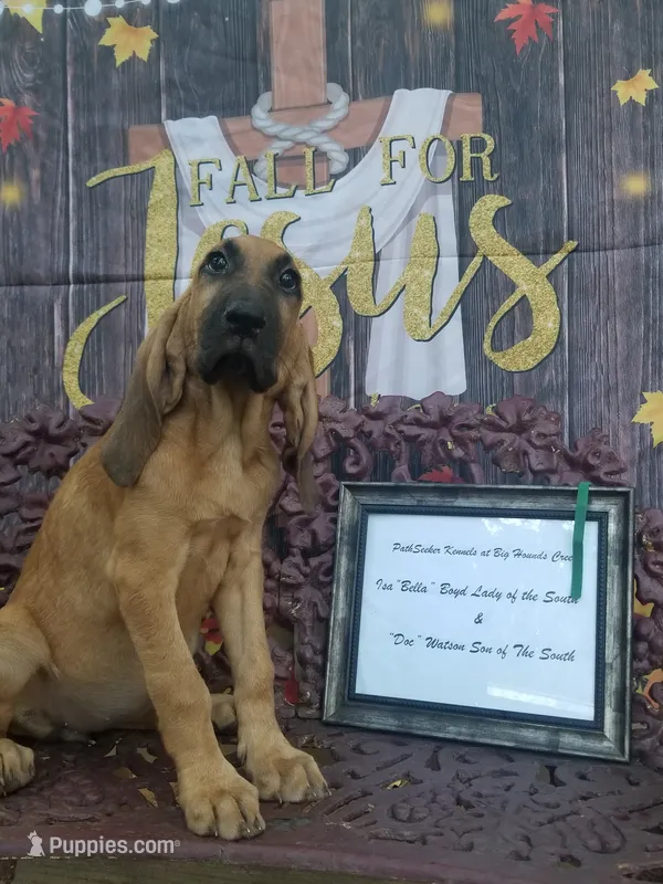 Green Collar  – Bloodhound puppy for sale in Kenbridge, VA