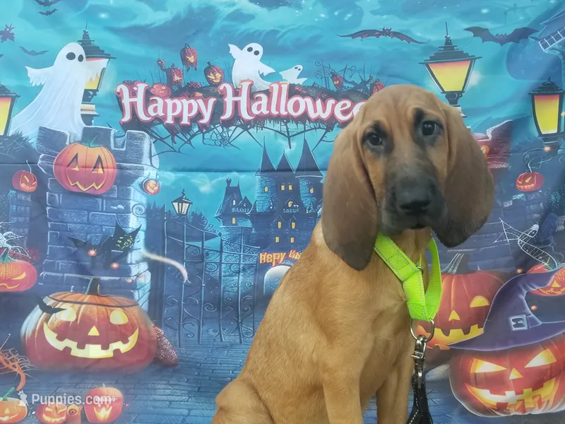 Green Collar  – Bloodhound puppy for sale in Kenbridge, VA