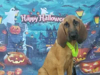 Green Collar , a female Bloodhound for sale in Kenbridge, VA – 2 of 7