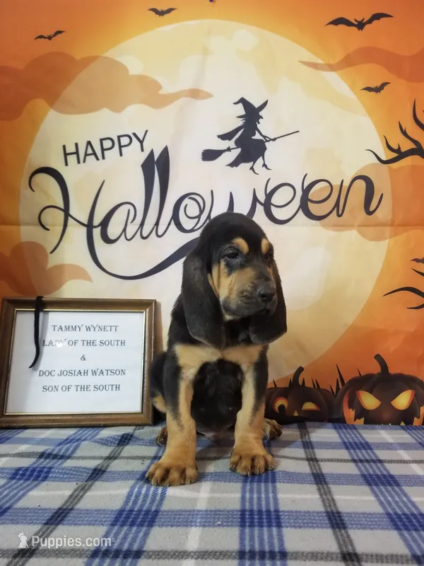 Johnny Cash- Tammy's Black  – Bloodhound puppy for sale in Kenbridge, VA