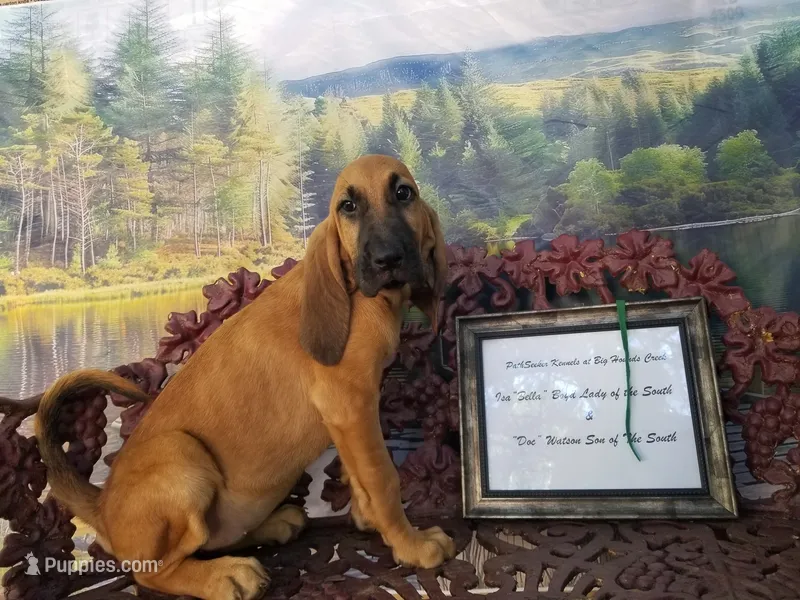 Green Collar  – Bloodhound puppy for sale in Kenbridge, VA