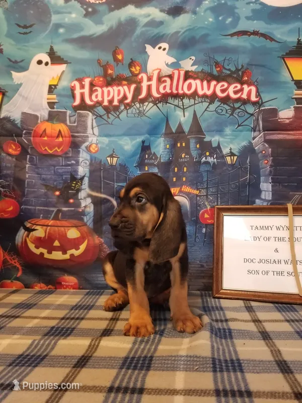 Waylon Jennings- Tammy's Tan – Bloodhound puppy for sale in Kenbridge, VA