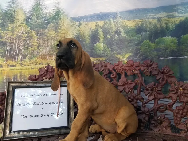 Pink Collar  – Bloodhound puppy for sale in Kenbridge, VA