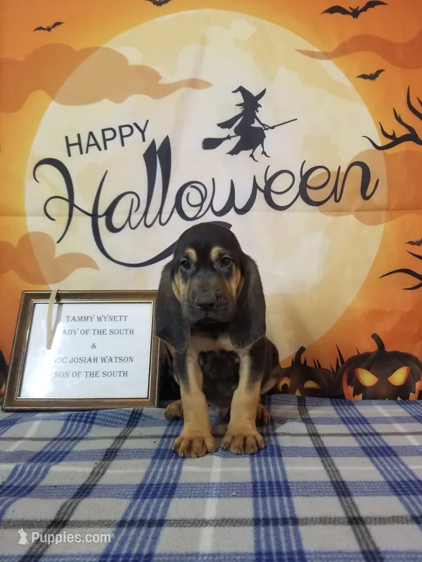 Waylon Jennings- Tammy's Tan – Bloodhound puppy for sale in Kenbridge, VA