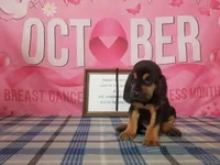 Johnny Cash- Tammy's Black , a male Bloodhound for sale in Kenbridge, VA – 2 of 3