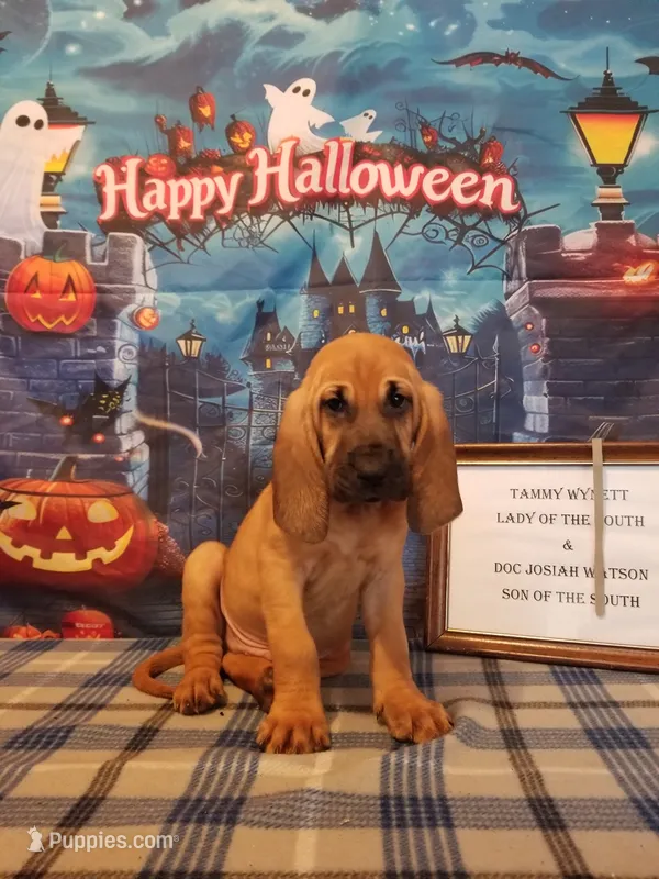 Randy Travis- Tammy's Silver  – Bloodhound puppy for sale in Kenbridge, VA