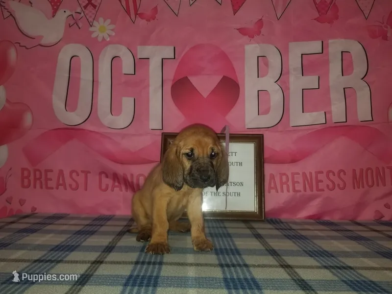Tammy's Pink – Bloodhound puppy for sale in Kenbridge, VA