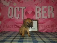 Dolly- Tammy's Purple , a female Bloodhound for sale in Kenbridge, VA – 2 of 3