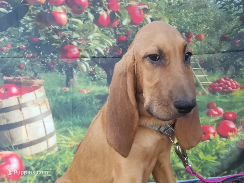 Silver Collar  – Bloodhound puppy for sale in Kenbridge, VA