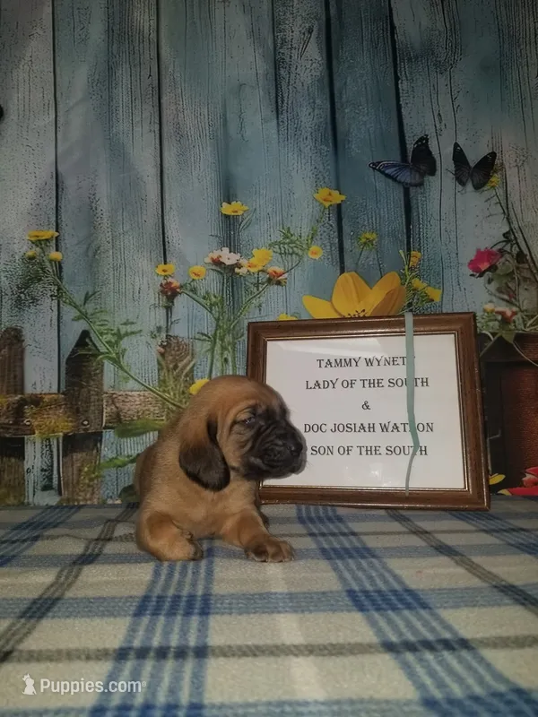 Tammy's Lt. Blue – Bloodhound puppy for sale in Kenbridge, VA