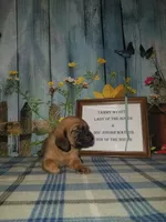 Tammy's Lt. Blue, a male Bloodhound for sale in Kenbridge, VA – 1 of 1