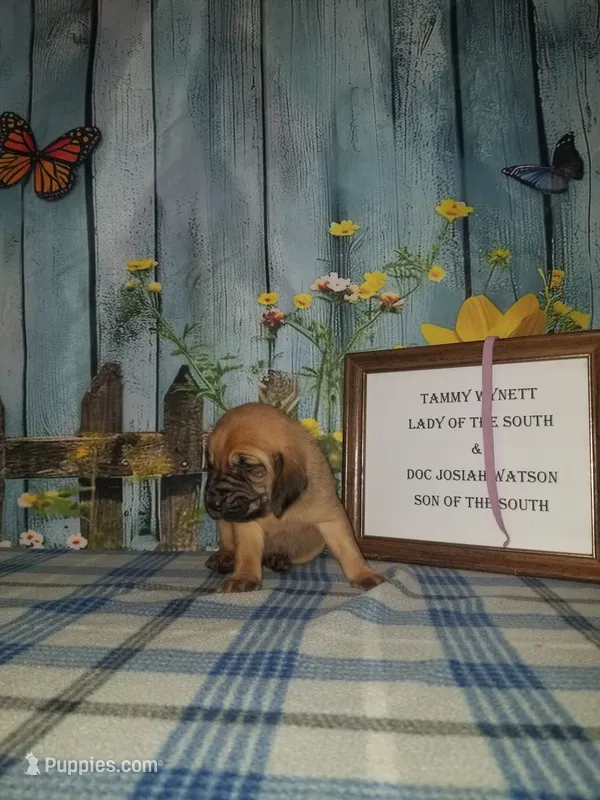 Tammy's Pink – Bloodhound puppy for sale in Kenbridge, VA