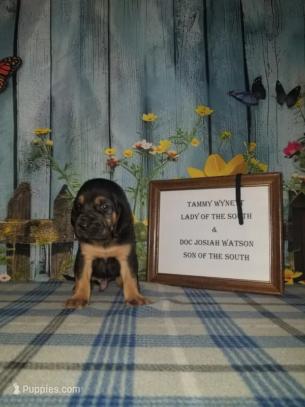 Tammy's Black  – Bloodhound puppy for sale in Kenbridge, VA