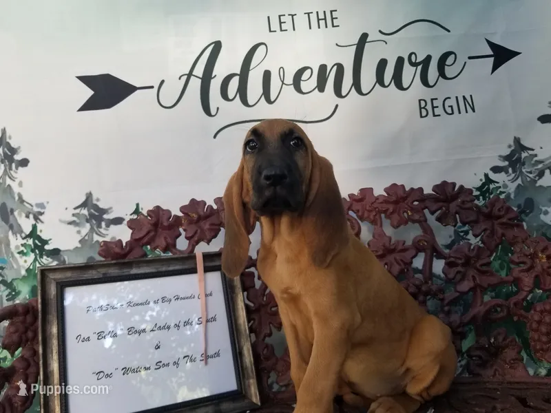 Pink Collar  – Bloodhound puppy for sale in Kenbridge, VA