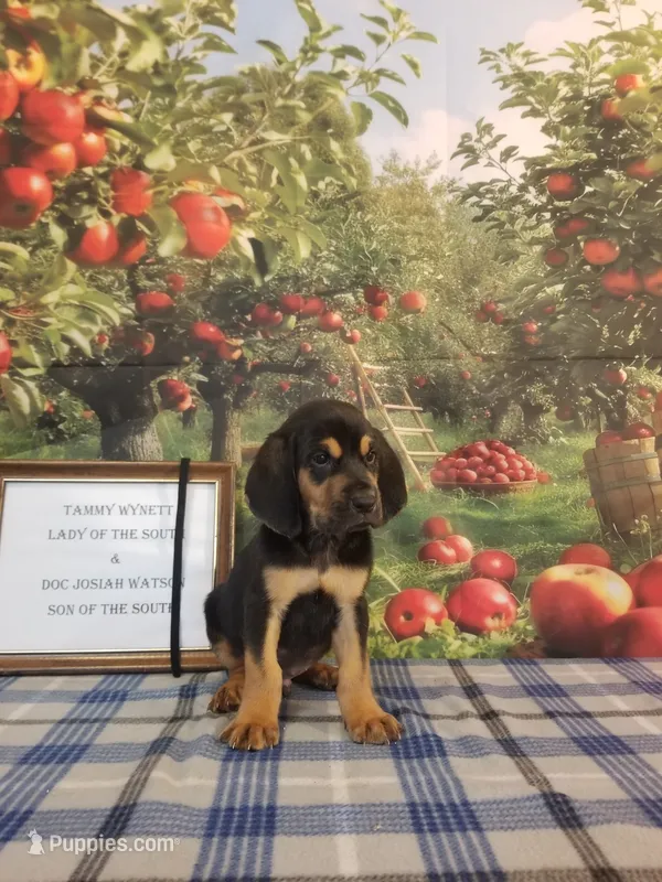 Johnny Cash- Tammy's Black  – Bloodhound puppy for sale in Kenbridge, VA