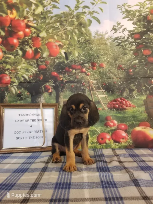 Waylon Jennings- Tammy's Tan – Bloodhound puppy for sale in Kenbridge, VA