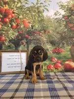 Waylon Jennings- Tammy's Tan, a male Bloodhound for sale in Kenbridge, VA – 1 of 3