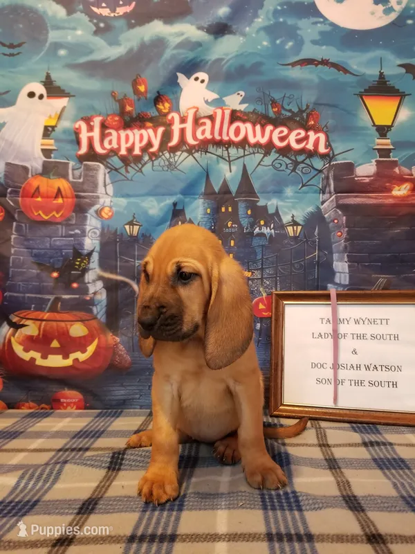 Dolly- Tammy's Purple  – Bloodhound puppy for sale in Kenbridge, VA