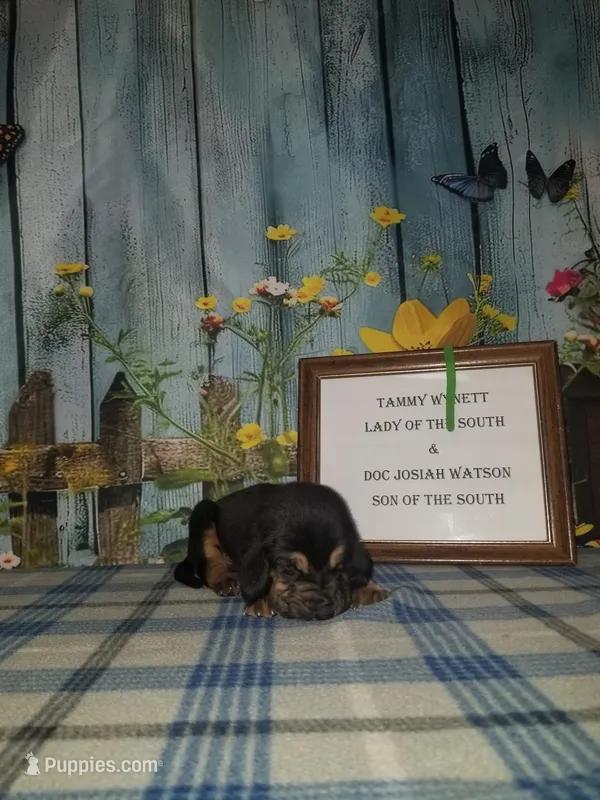 Tammy's Green  – Bloodhound puppy for sale in Kenbridge, VA