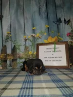 Tammy's Green , a male Bloodhound for sale in Kenbridge, VA – 1 of 1