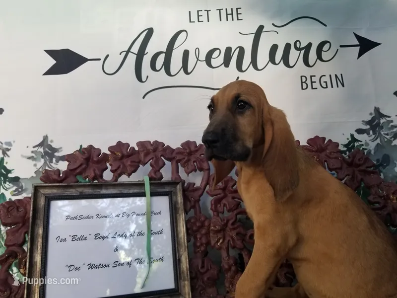 Mint Collar  – Bloodhound puppy for sale in Kenbridge, VA