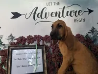 Mint Collar , a female Bloodhound for sale in Kenbridge, VA – 1 of 1
