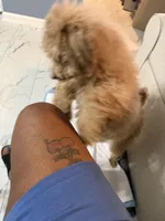 Lala, a male Goldendoodle for sale in Atlanta, GA – Photo 5 of 6