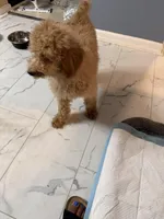 Lala, a male Goldendoodle for sale in Atlanta, GA – Photo 3 of 6