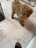 Lala, a male Goldendoodle for sale in Atlanta, GA – Photo 6 of 6