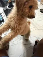 Lala, a male Goldendoodle for sale in Atlanta, GA – Photo 2 of 6