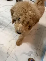 Lala, a male Goldendoodle for sale in Atlanta, GA – Photo 4 of 6