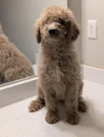 Lala, a male Goldendoodle for sale in Atlanta, GA – Photo 1 of 6