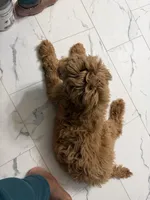 Slugger , a male Goldendoodle for sale in Atlanta, GA – Photo 3 of 3