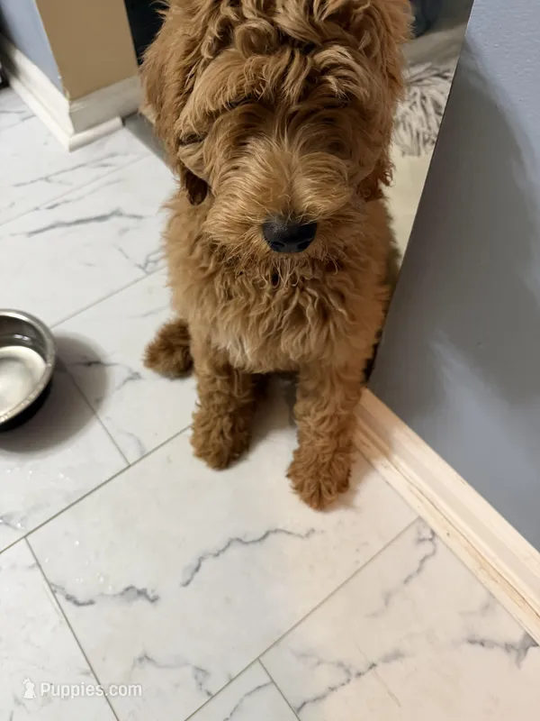 Slugger  – Goldendoodle puppy for sale in Atlanta, GA