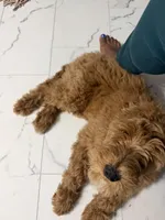 Slugger , a male Goldendoodle for sale in Atlanta, GA – Photo 2 of 3