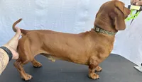 Cream piebald , a male Miniature Dachshund for sale in Jacksonville, FL – 6 of 6