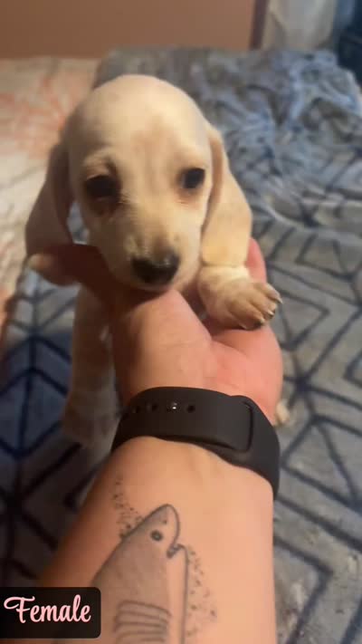 Cream piebald , a female Miniature Dachshund for sale in Jacksonville, FL – 3 of 6