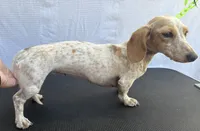 Cream piebald , a male Miniature Dachshund for sale in Jacksonville, FL – 2 of 6