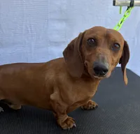 Cream piebald , a female Miniature Dachshund for sale in Jacksonville, FL – 6 of 6